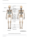 Atlas Of Human Skeletal Anatomy