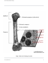 Atlas Of Human Skeletal Anatomy