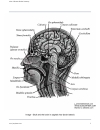 Atlas Of Human Skeletal Anatomy