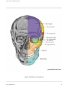 Atlas Of Human Skeletal Anatomy