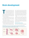 Brain Facts A Primer on the Brain and Nervous System