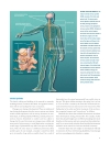 Brain Facts A Primer on the Brain and Nervous System