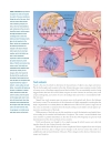 Brain Facts A Primer on the Brain and Nervous System