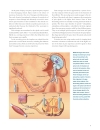 Brain Facts A Primer on the Brain and Nervous System