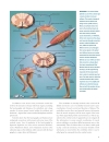 Brain Facts A Primer on the Brain and Nervous System