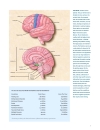 Brain Facts A Primer on the Brain and Nervous System