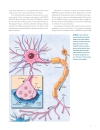 Brain Facts A Primer on the Brain and Nervous System