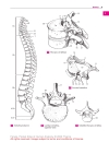 Pocket Atlas of Human Anatomy Based on the International Nomenclature