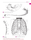 Pocket Atlas of Human Anatomy Based on the International Nomenclature