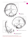 Pocket Atlas of Human Anatomy Based on the International Nomenclature