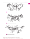 Pocket Atlas of Human Anatomy Based on the International Nomenclature