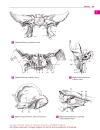 Pocket Atlas of Human Anatomy Based on the International Nomenclature