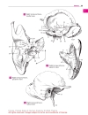 Pocket Atlas of Human Anatomy Based on the International Nomenclature