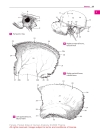 Pocket Atlas of Human Anatomy Based on the International Nomenclature