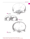 Pocket Atlas of Human Anatomy Based on the International Nomenclature