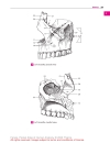 Pocket Atlas of Human Anatomy Based on the International Nomenclature