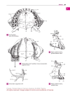 Pocket Atlas of Human Anatomy Based on the International Nomenclature