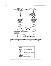 Cell Cycle Control Mechanisms and Protocols Methods in Molecular Biology