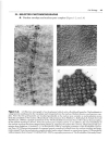 High Yield Histology 2d ed