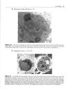 High Yield Histology 2d ed