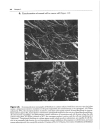 High Yield Histology 2d ed