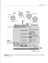 High Yield Histology 2d ed