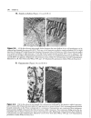 High Yield Histology 2d ed