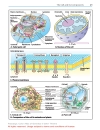 Color Atlas of Genetics 2nd ed