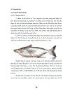 Khảo Sát Hệ Thống Quản Lý Chất Lượng Theo HACCP Cho Mặt Hàng Cá Basa Fillet Đông Lạnh Của Công Ty AGIFISH Xí Nghiệp Đông Lạnh 8