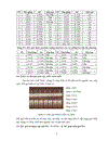 Nghiên cứu ứng dụng chỉ thị phân tử phát hiện gen quy định hàm lượng amylose ở lúa