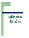 Những vấn đề về kỹ thuật trong sản xuất tôm biển