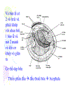 Ngành thân mêm mollusca