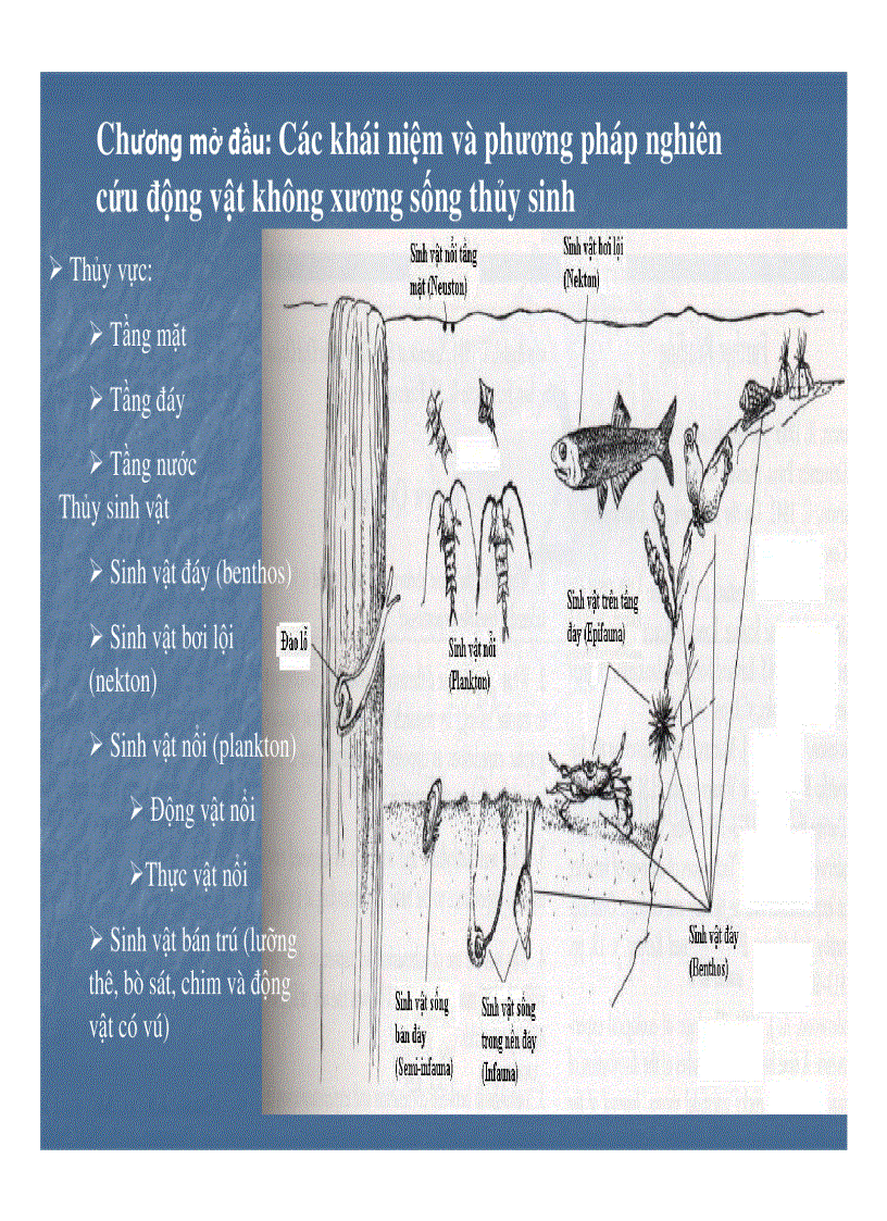 Các khái niệm và phương pháp nghiên cứu động vật không xương sống thủy sinh