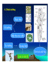 Protozoa Động vật nguyên sinh