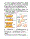 Quá trình biến nạp tải nạp và tiếp hợp ở vi khuẩn