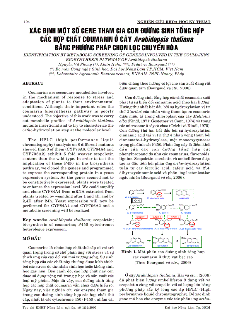 XÁC ĐỊNH MỘT SỐ GENE THAM GIA CON ĐƯỜNG SINH TỔNG HỢP CÁC HỢP CHẤT COUMARIN Ở CÂY Arabidopsis thaliana BẰNG PHƯƠNG PHÁP CHỌN LỌC CHUYỂN HÓA