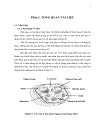 Nuôi trồng và xác định thành phần amino acid của một số loài nấm bào ngư Pleurotus spp bằng kỹ thuật sắc ký lỏng cao áp HPLC