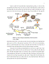 Nuôi trồng và xác định thành phần amino acid của một số loài nấm bào ngư Pleurotus spp bằng kỹ thuật sắc ký lỏng cao áp HPLC