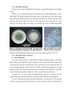 Bước đầu khảo sát mối liên hệ giữa sự hiện diện Trichoderma và các yếu tố của đất