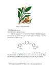 Nghiên cứu ly trích curcumin từ củ nghệ vàng tại thành phố Cao Lãnh tỉnh Đồng Tháp