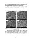 Phân tích công nghệ huỳnh quang hoạt hoá Tricolorphosphor trong sản phẩm đèn cao cấp Điện Quang Maxx 80