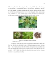 Nuôi cấy mô cây dầu mè Jatropha curcas L