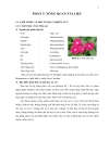 Khảo sát sự ra hoa trong ống nghiệm cây dứa cạn Catharanthus roseus và dã yên thảo Petunia hybrida