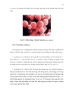 Khảo sát tìm nguyên nhân nhiễm vi sinh vật trong sản phẩm chả giõ chế biến tại cholimex đề xuất biện pháp khắc phục