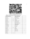 Chuyển Plasmid chứa gene alkabk1 alkabk2 vào Rhodococcus opacus B4 để tăng năng suất tạo enzyme n alkane monoxygenase