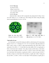 Nghiên cứu virus tmv cmv gây bệnh trên cây ớt tại huyện củ chi tp Hồ chí minh bằng kỹ thuật elisa và xây dựng quy trình phát hiện cmv bằng kỹ thuật rt pcr