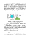 Khảo sát đậm độ và khả năng sinh độc tố của vi khuẩn S aureus trên môi trƣờng nuôi cấy