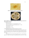 Khảo sát hoạt tính và tinh sạch protease từ hai chủng nấm mốc aspergillus oryzae và aspergillus kawasaki trên môi trường