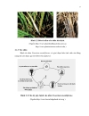 Phân lập nấm Fusarium moniliforme gây bệnh lúa von và xác định dòng nấm tạo giberelin