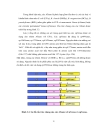 Phát triển các fluorescent atp sensor sử dụng tiểu đơn vị epsilon của phân tử f1 atpase synthase và các biến thể của green fluorescent protein